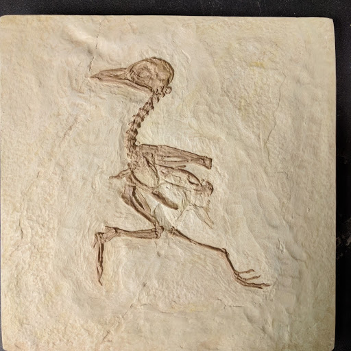 Gallinuloides-Green River Formation Bird