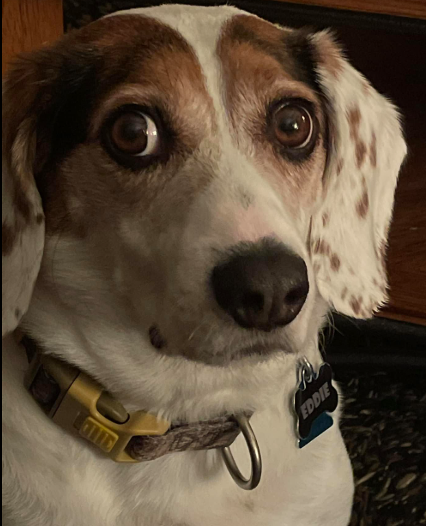 Ed